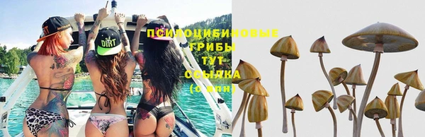 прущие грибы Алзамай